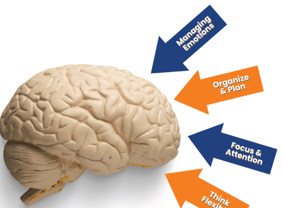 Executive Function Development